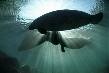 Swim with Manatee