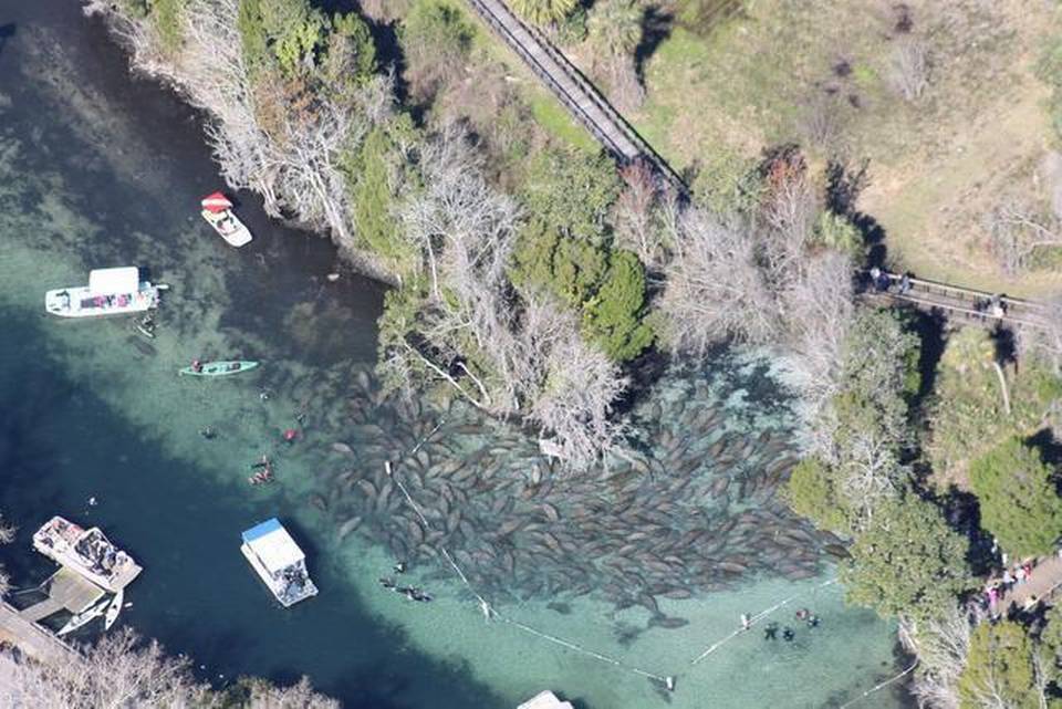 Swim with Manatee Three Sisters Spring