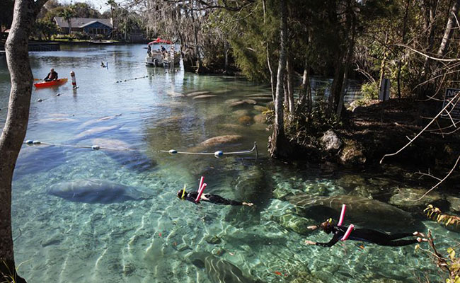 Swim with Manatee Three Sister Springs