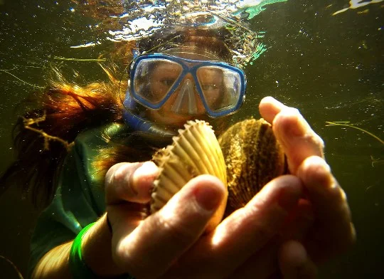 Scalloping Tour