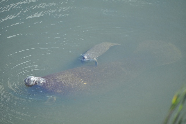Credit: NOAA's National Ocean Service/Flickr.