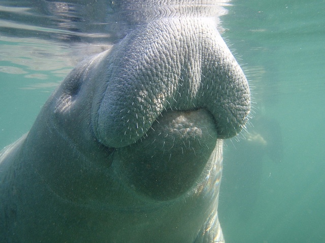 Credit: U.S. Fish and Wildlife Endangered Species/Flickr.