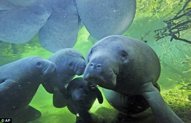 The manatees gathered together at Three Sisters Springs in Crystal Riverm about 75 miles from Tampa
