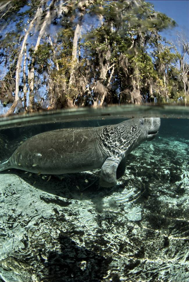 David Hinkel/USFWS Endangered Species/CC BY 2.0