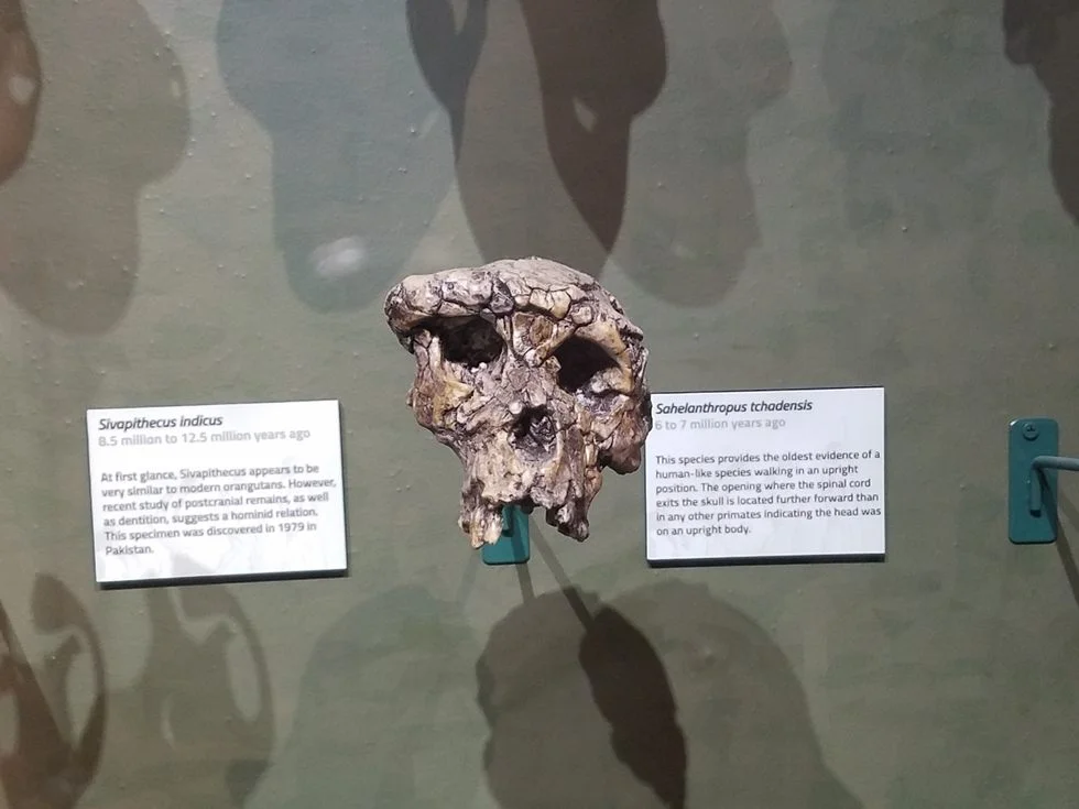 Skeletons_Museum5.jpg