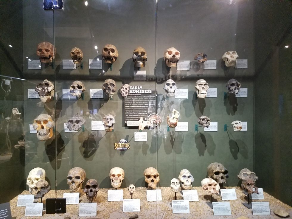 Skeletons_Museum4.jpg