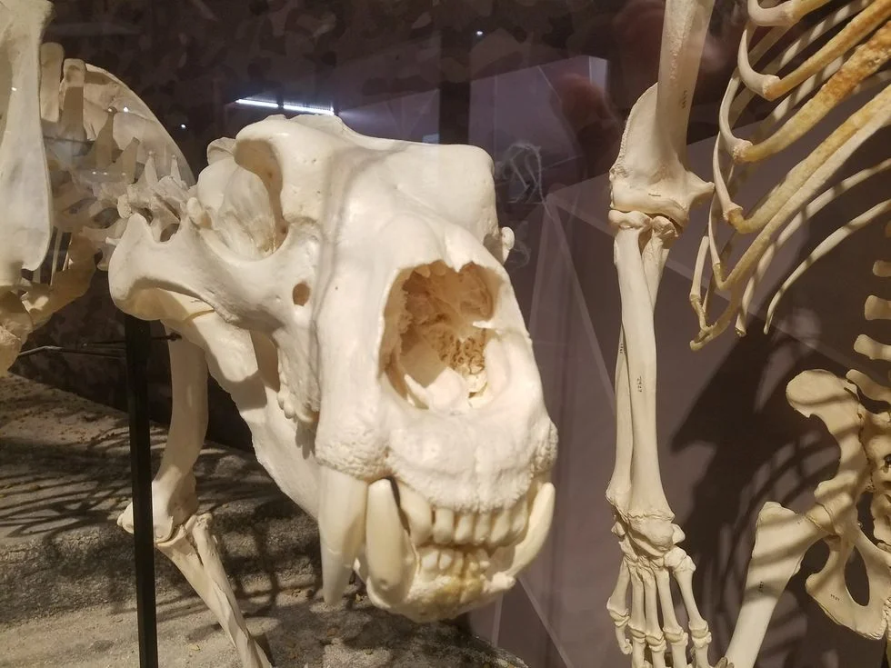 Skeletons_Museum9.jpg