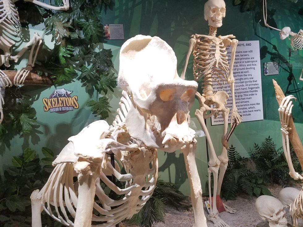 Skeletons_Museum6.jpg
