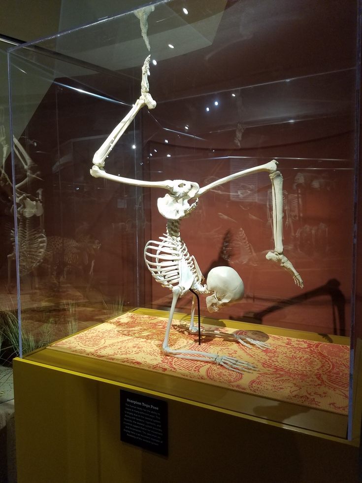 Skeletons_Museum3.jpg