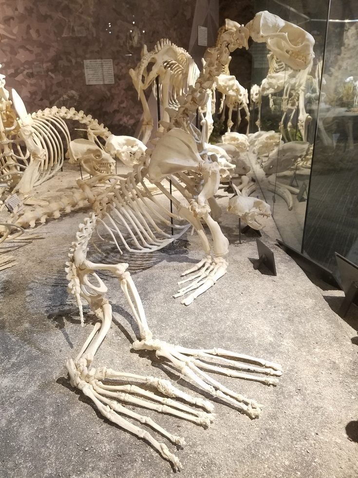 Skeletons_Museum10.jpg