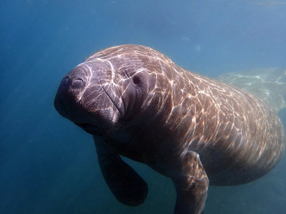 Facts about Manatees | River Ventures — Crystal River & Homosassa
