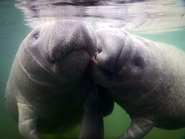 Kissy kissy!! It you have never had a manatee kiss, you don't know what you're missing!!
