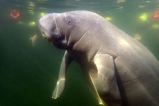 We loved this sweet and friendly manatee today!! He was hungry, but between bites he wanted to check us out! riverventures.com 352-436-8628