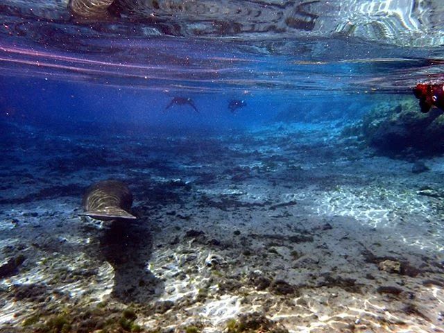 We had a very lucky sighting of a manatee in the springs!! What a joy to see this in the summer, our visitors were thrilled!! riverventures.com 352-436-8628