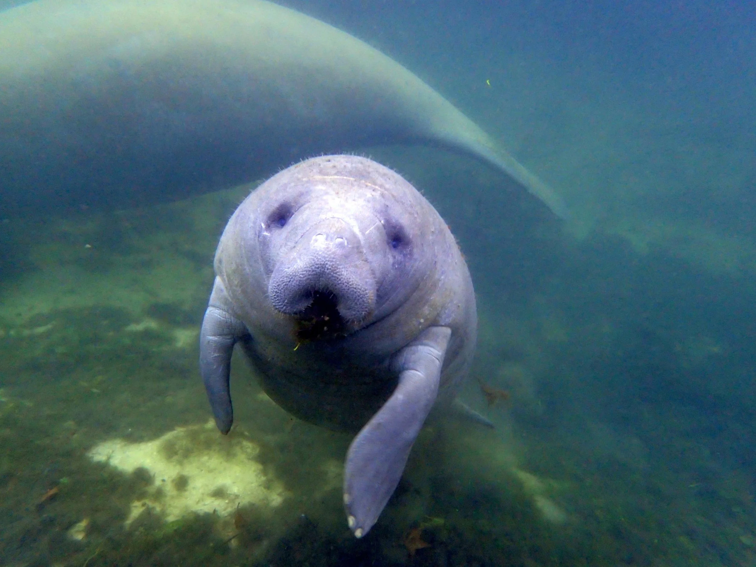 River Ventures manatee