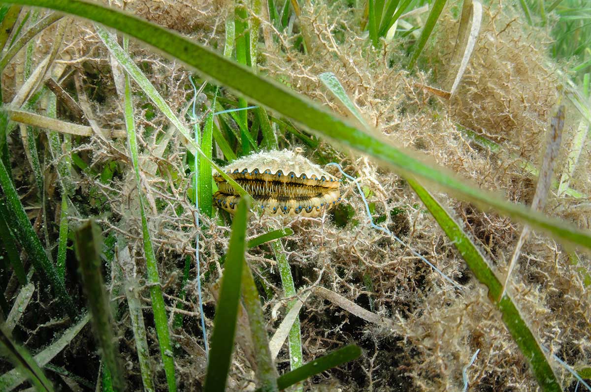 river ventures scalloping season 2019