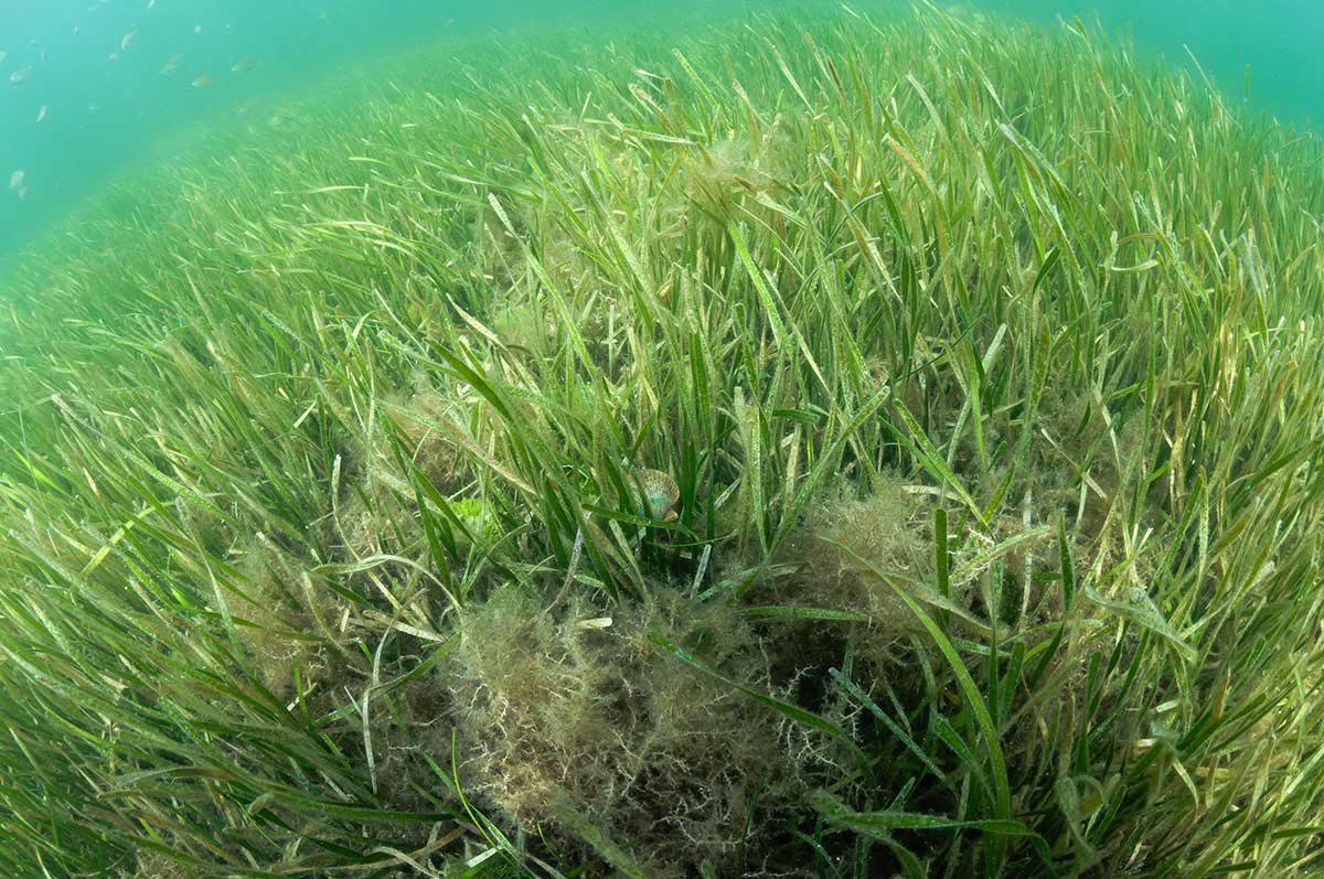 river ventures scalloping season 2019