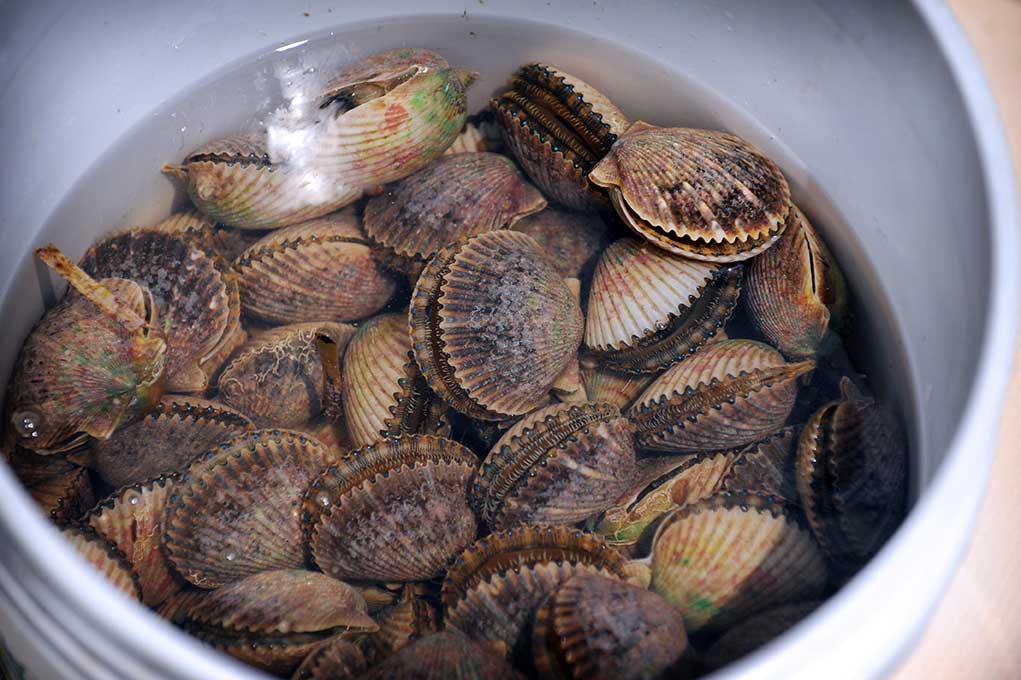 river ventures scalloping season 2019