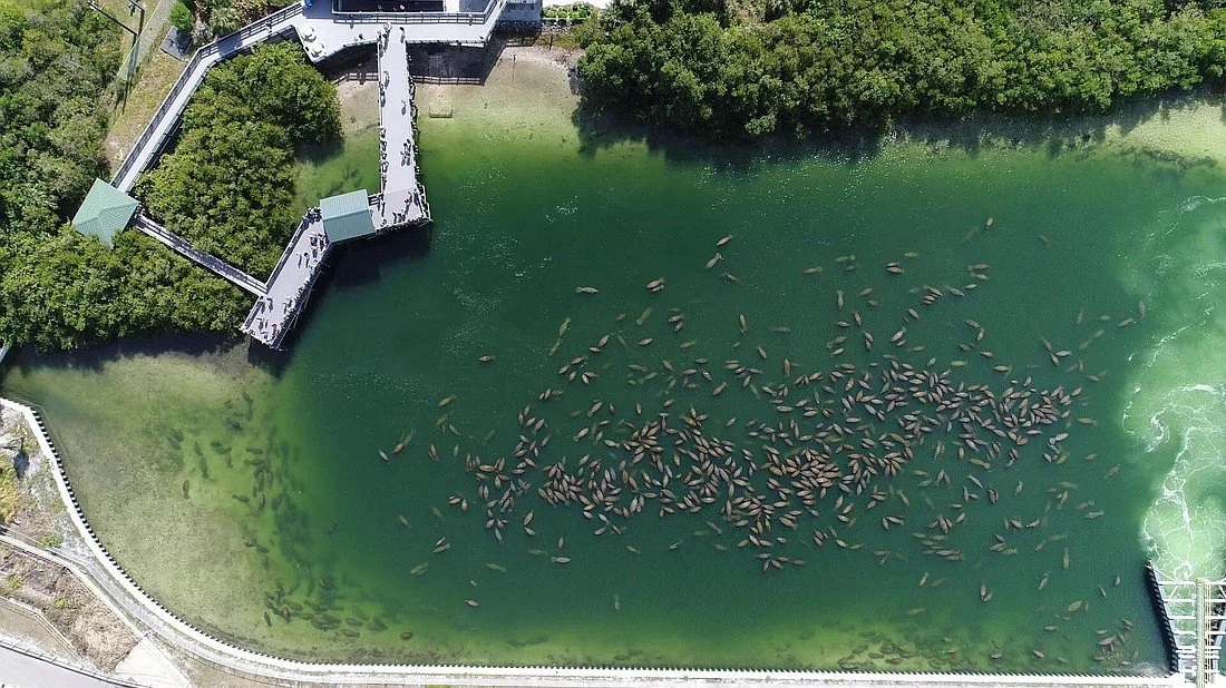 manatee population
