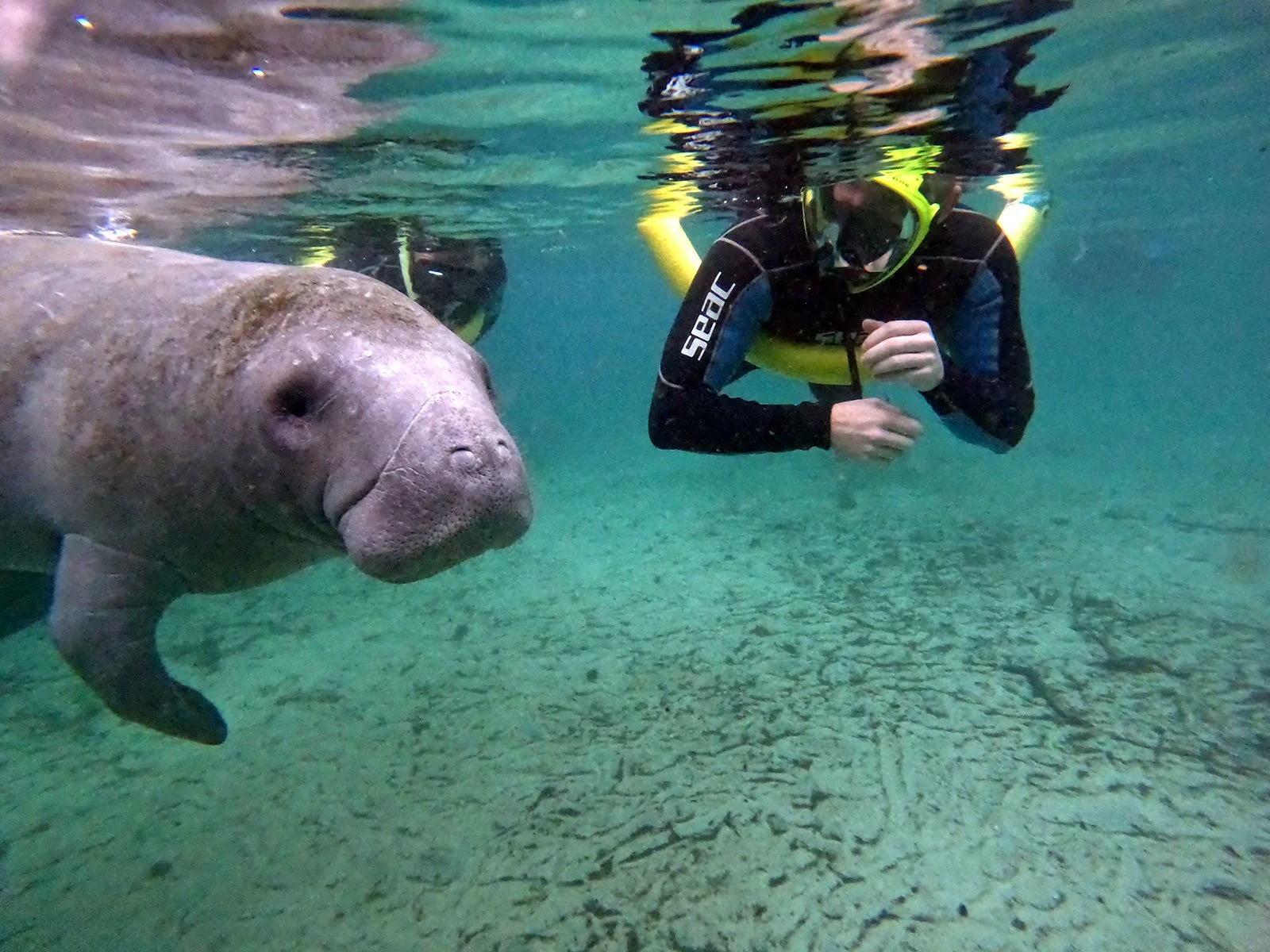 swim with manatee