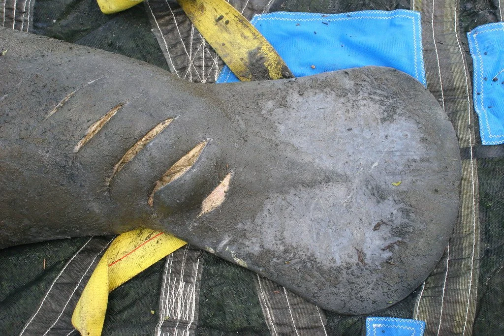 Manatee Injuries The Plight of the Manatee: Why These Gentle Giants Are Still Endangered ...