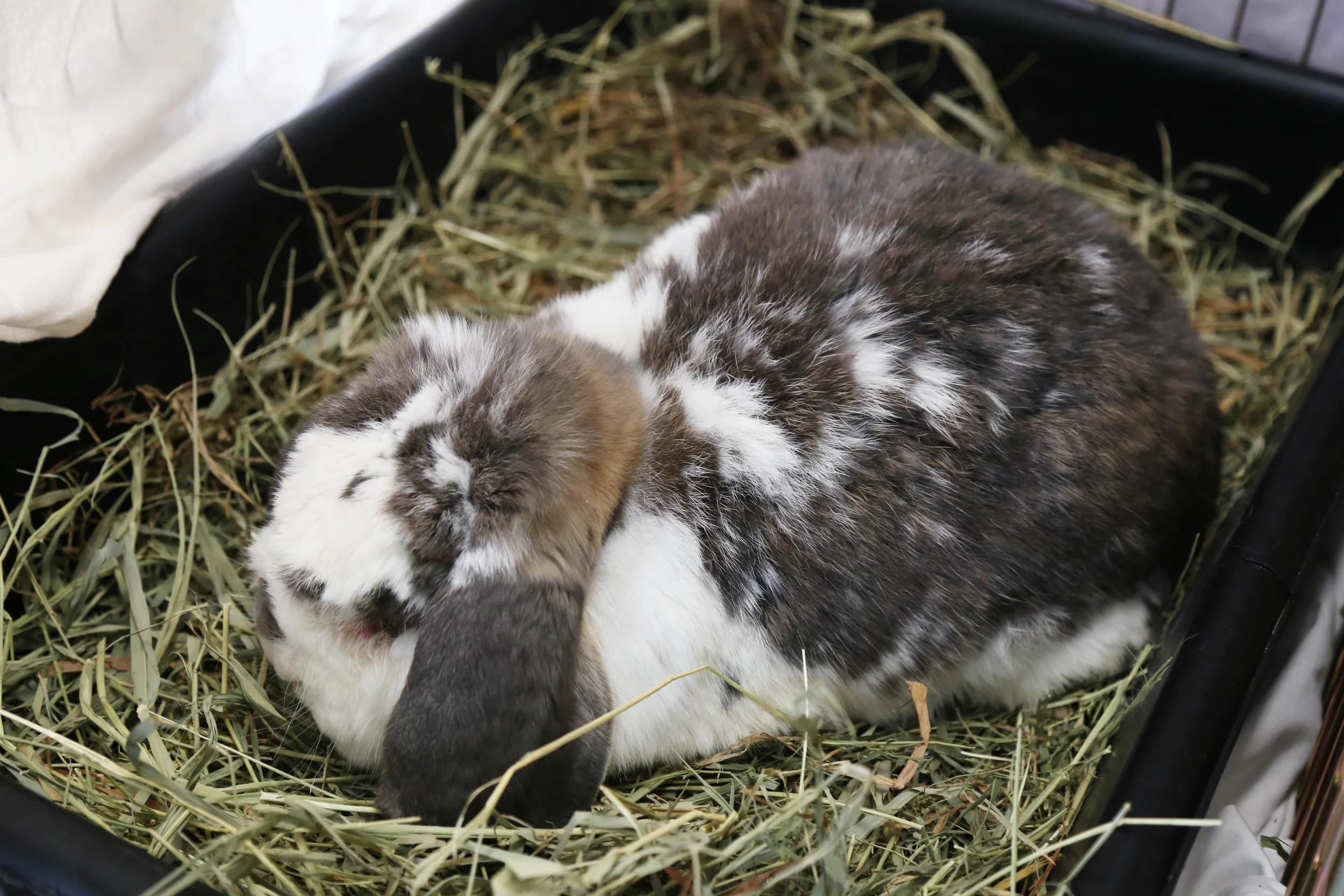 Benjamin the Bunny