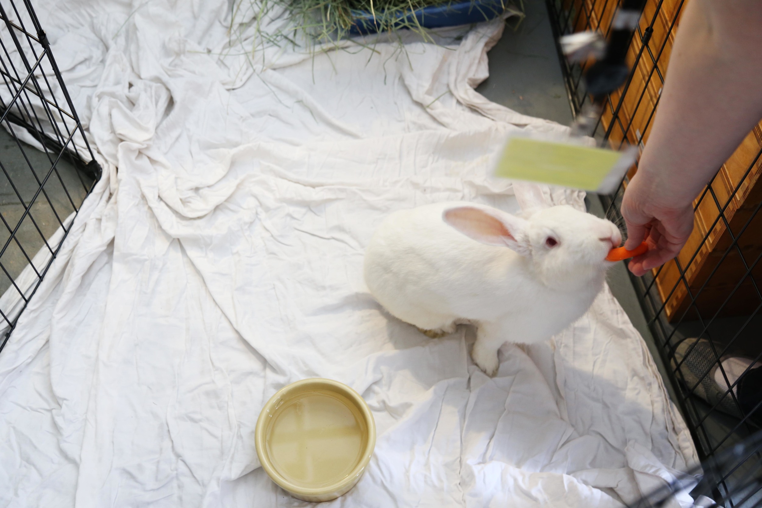 Ollie receiving a snack!