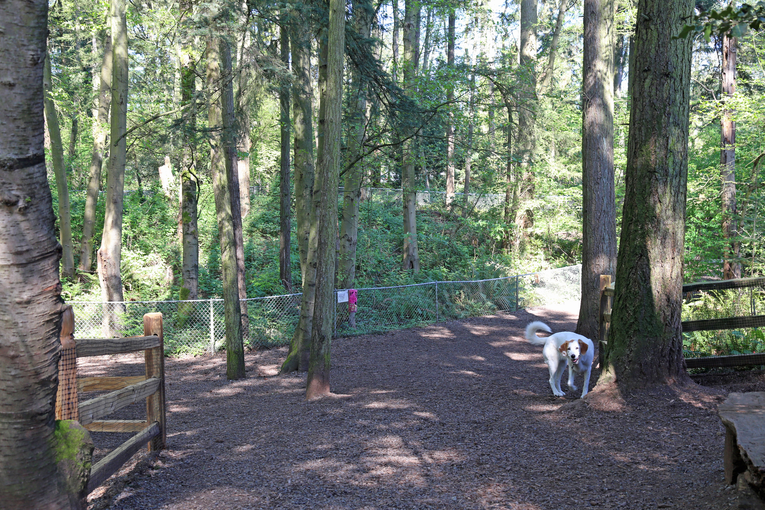 North Acres dog park is full of trees and trails.