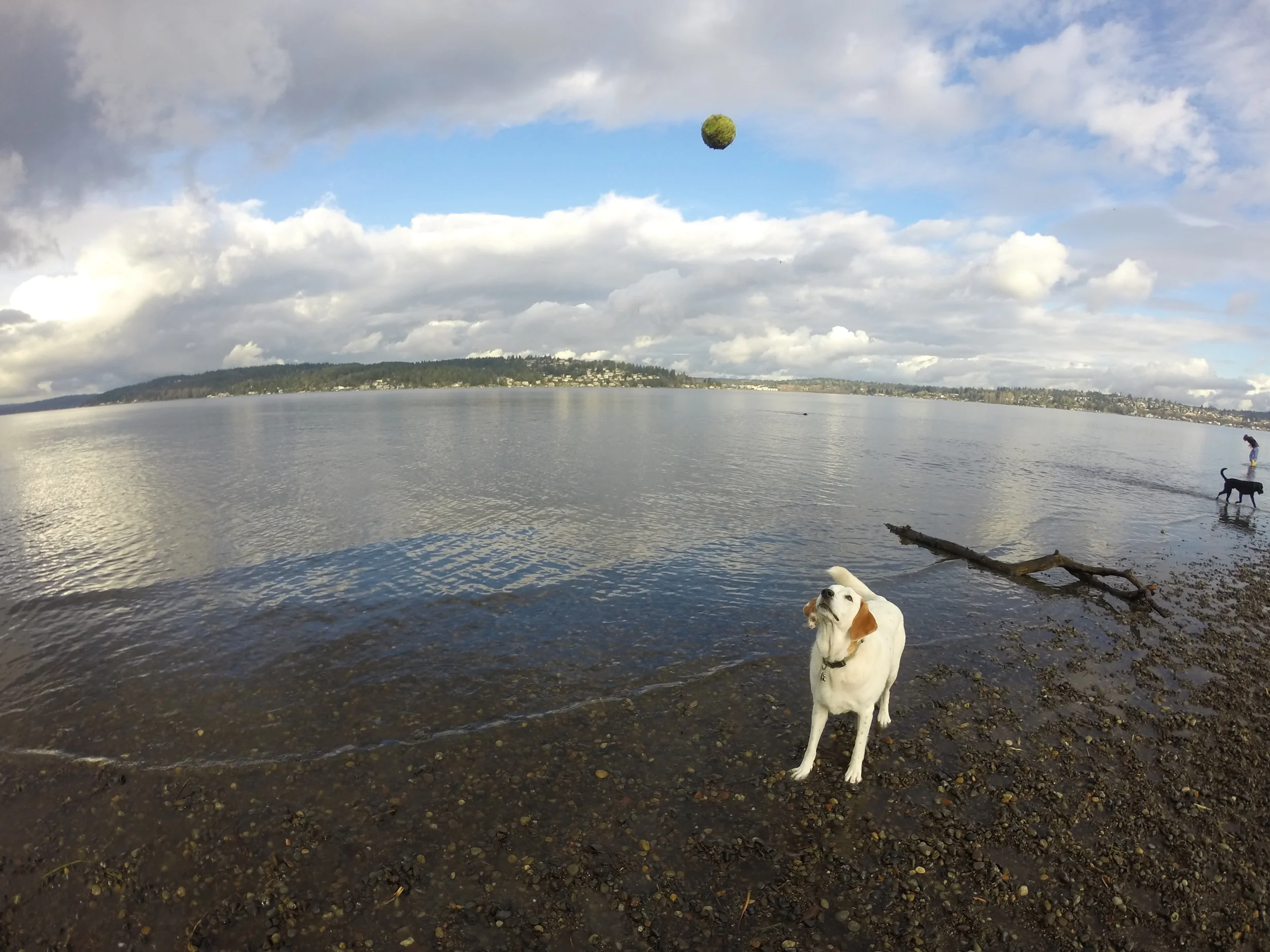 Magnuson Dog Park ends at Lake Washington giving all pups a chance to swim and cool off.