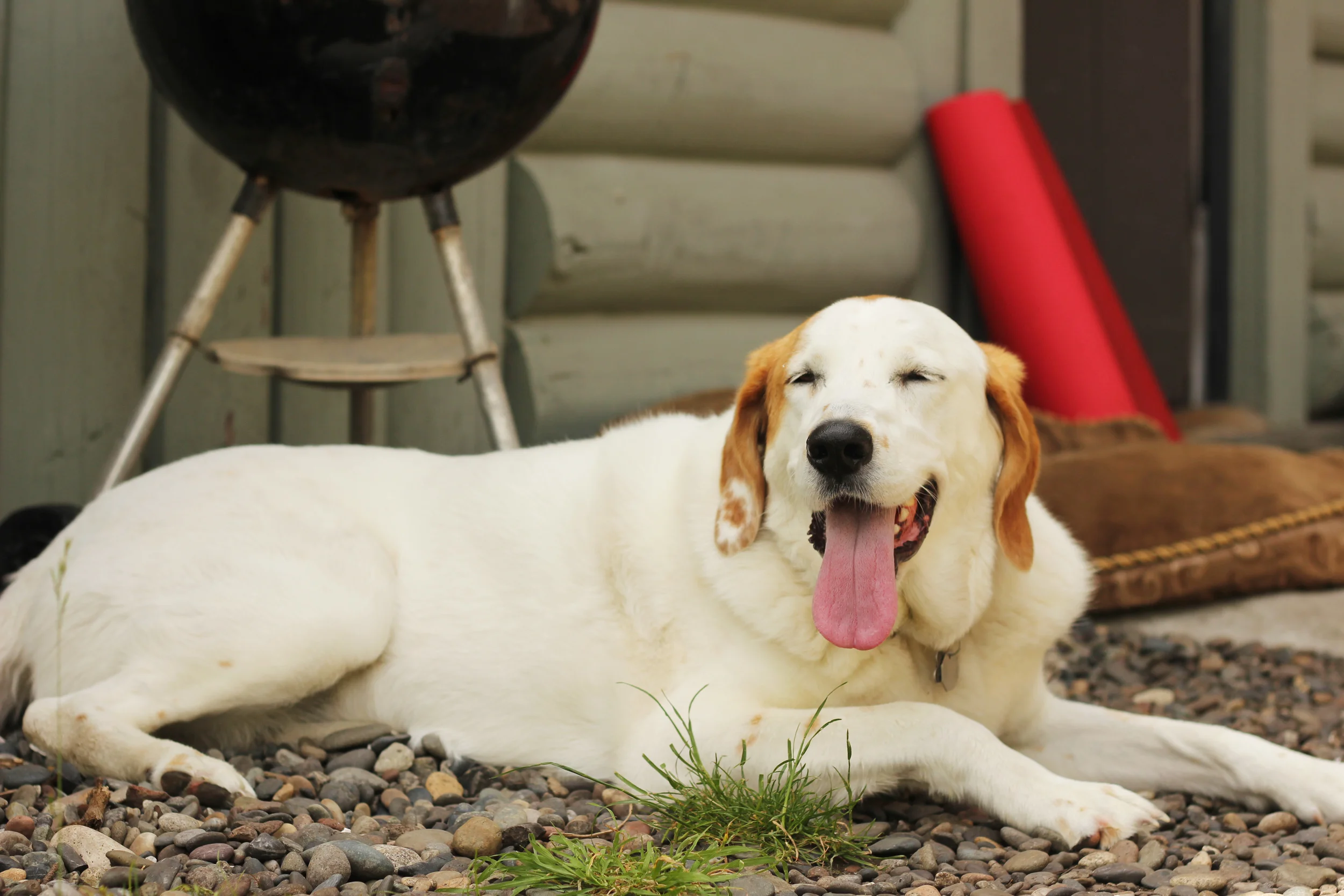 The happiest dog in the world. 