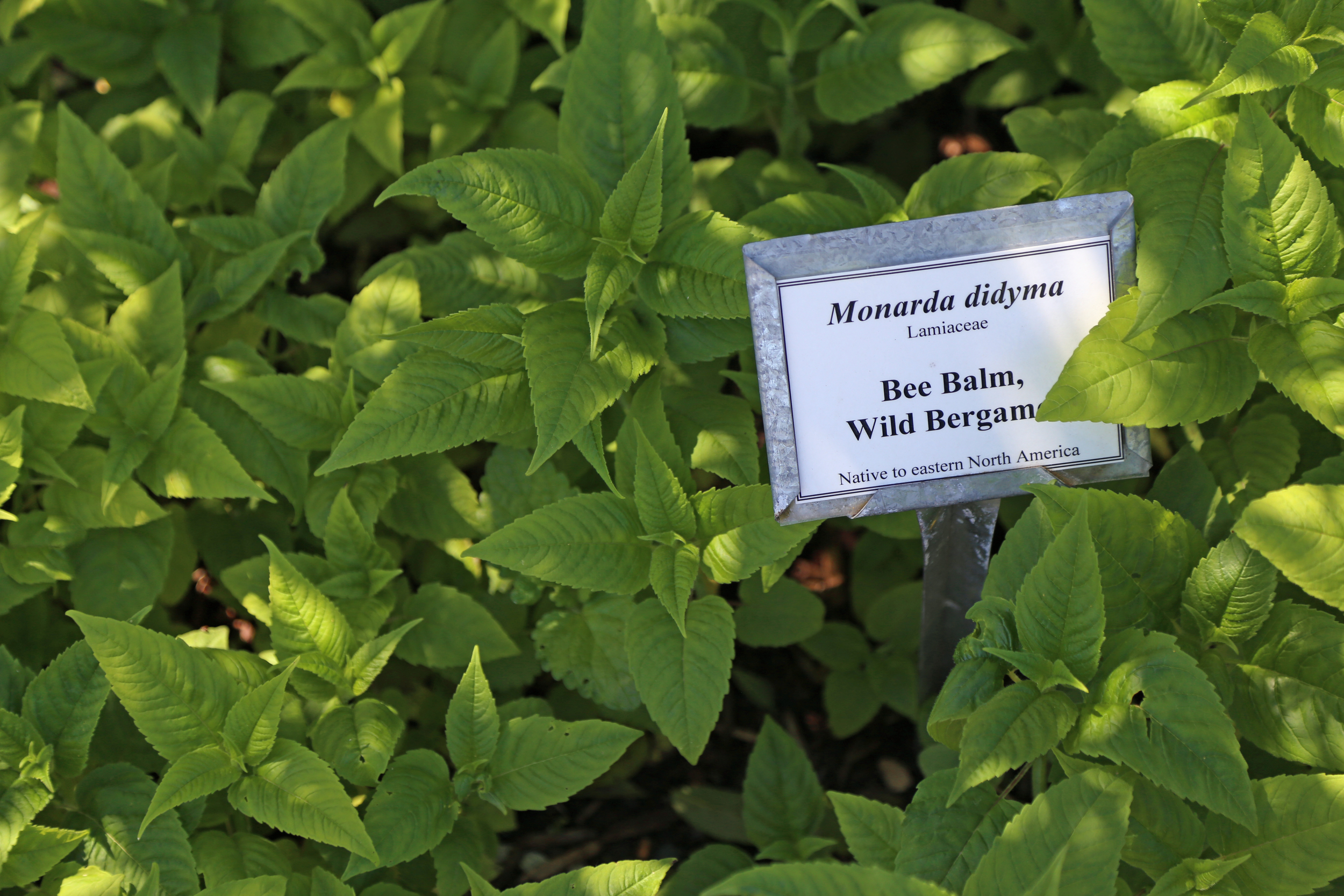 Bee Balm is used to treat colds, headaches, and nausea.