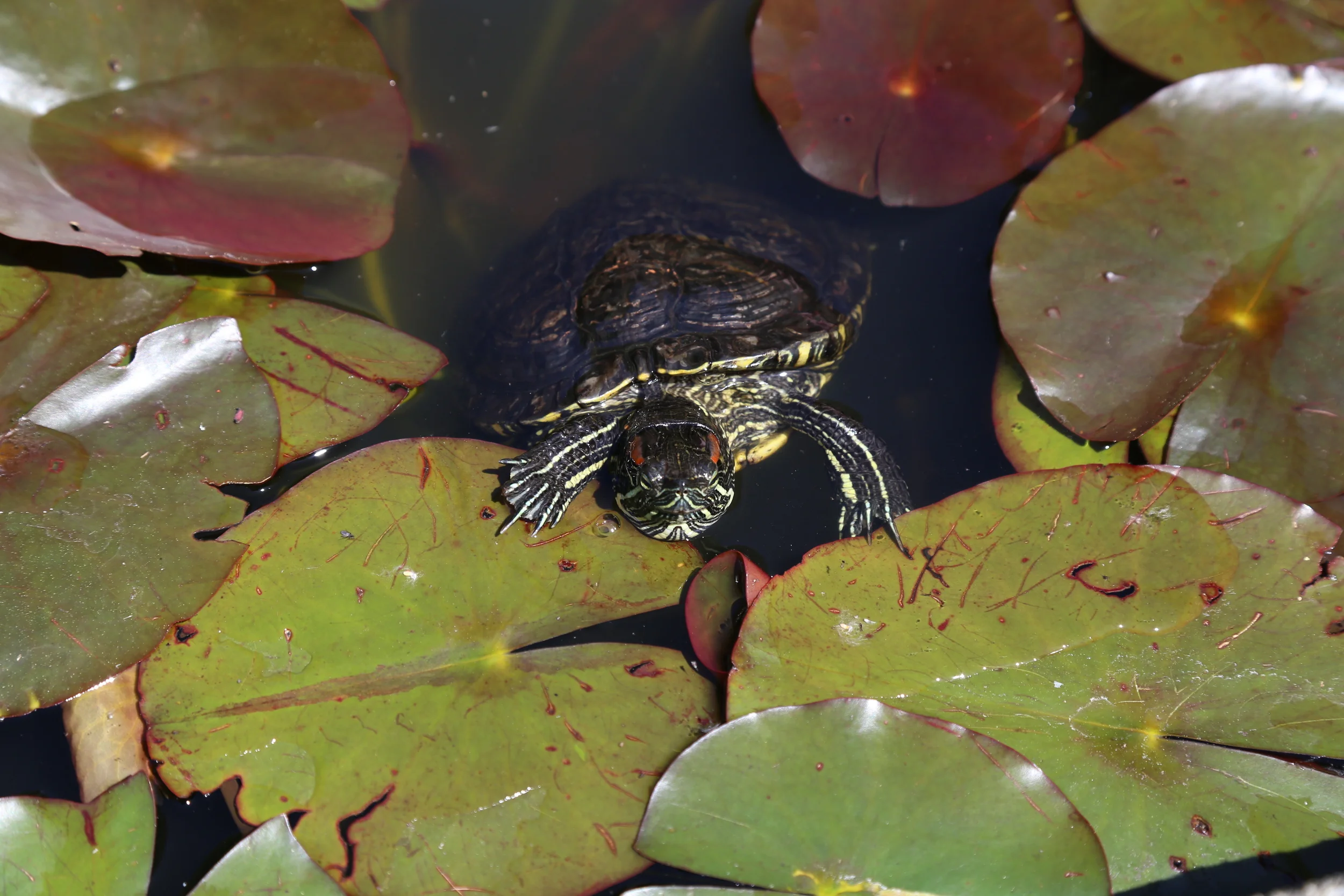 Bastyr's turtle pond