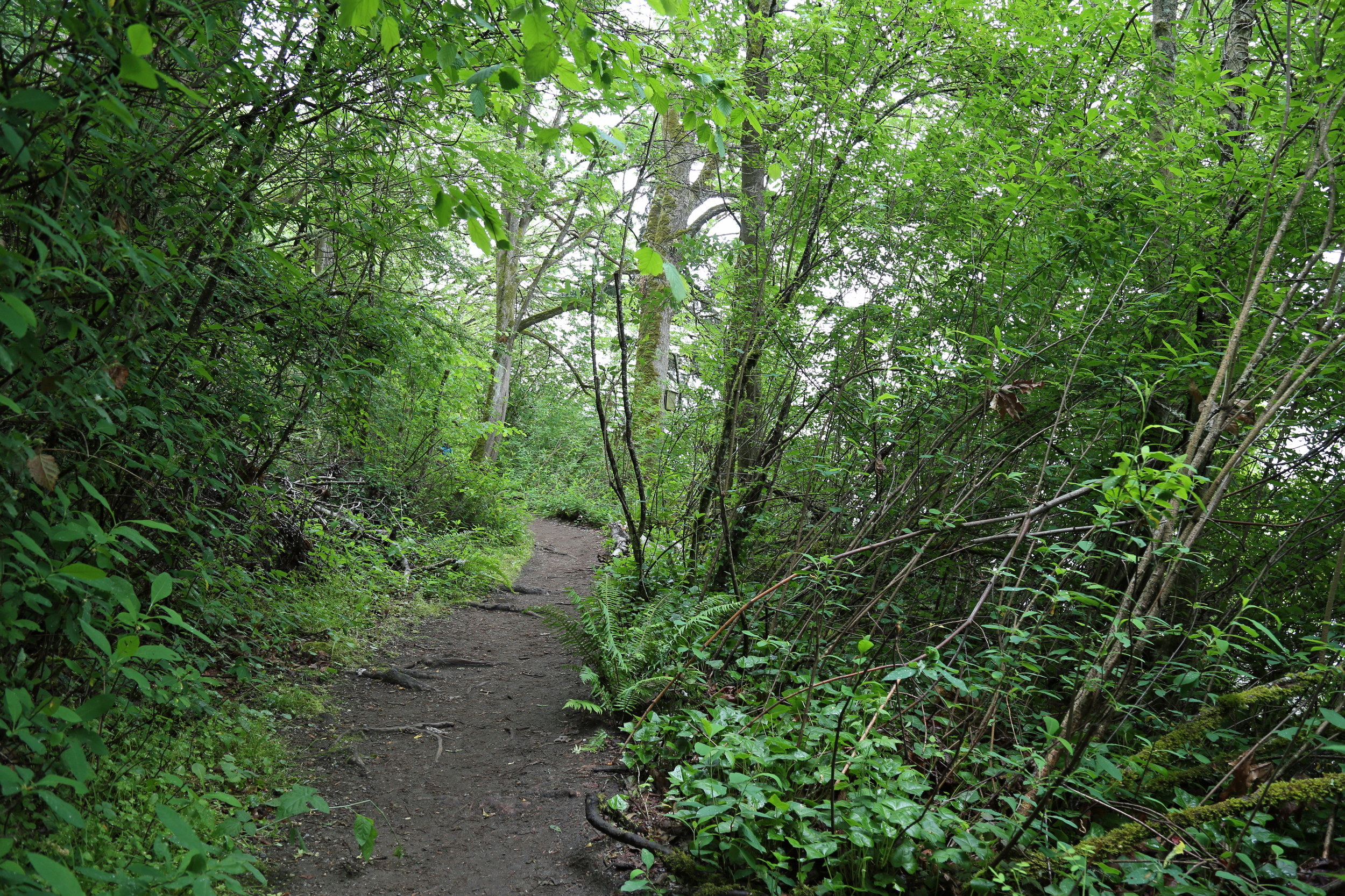 Saint Edward park walking trails.