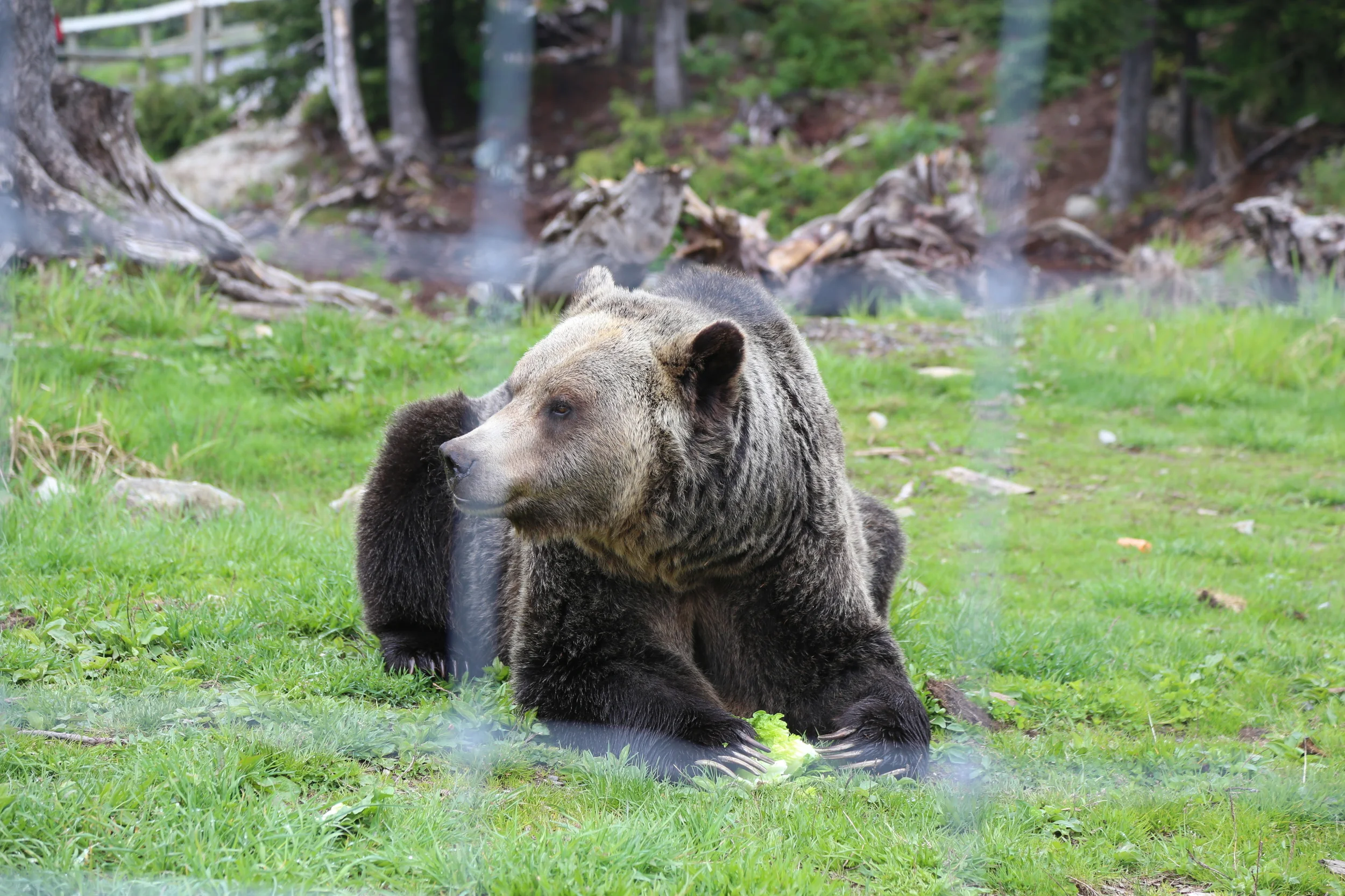 We love the grizzlies at the top! They're friendly right?