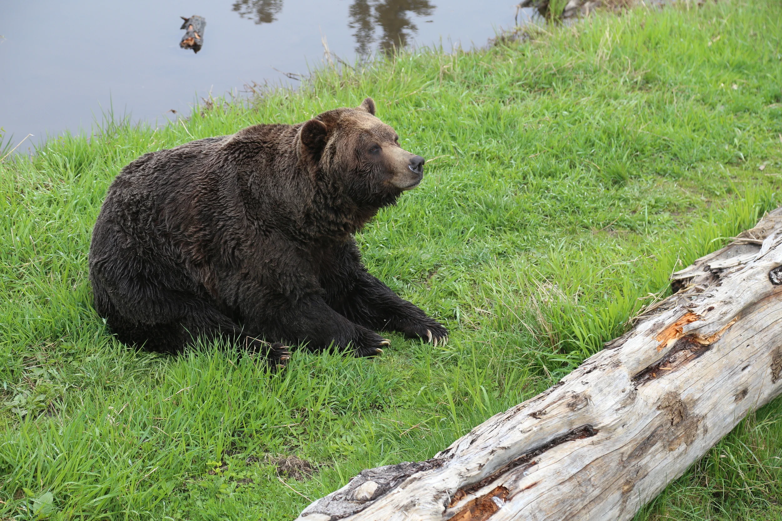 Just like a teddy bear.