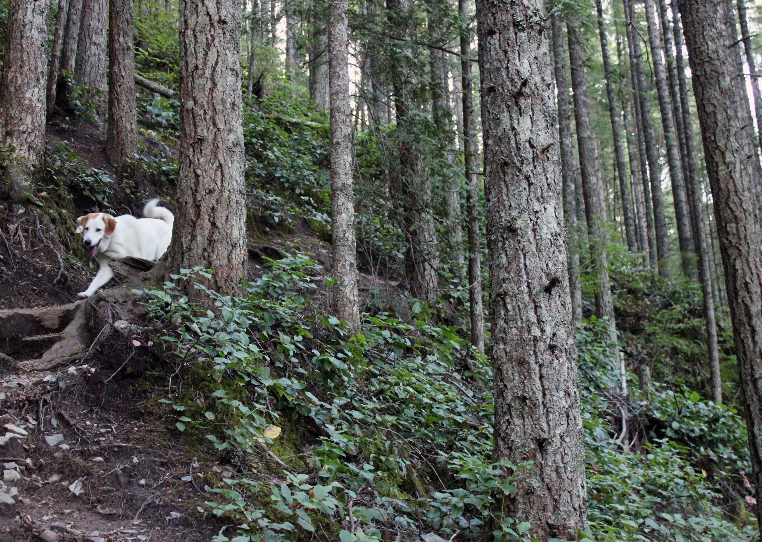 Our office dog, Maggie, crushed the trail
