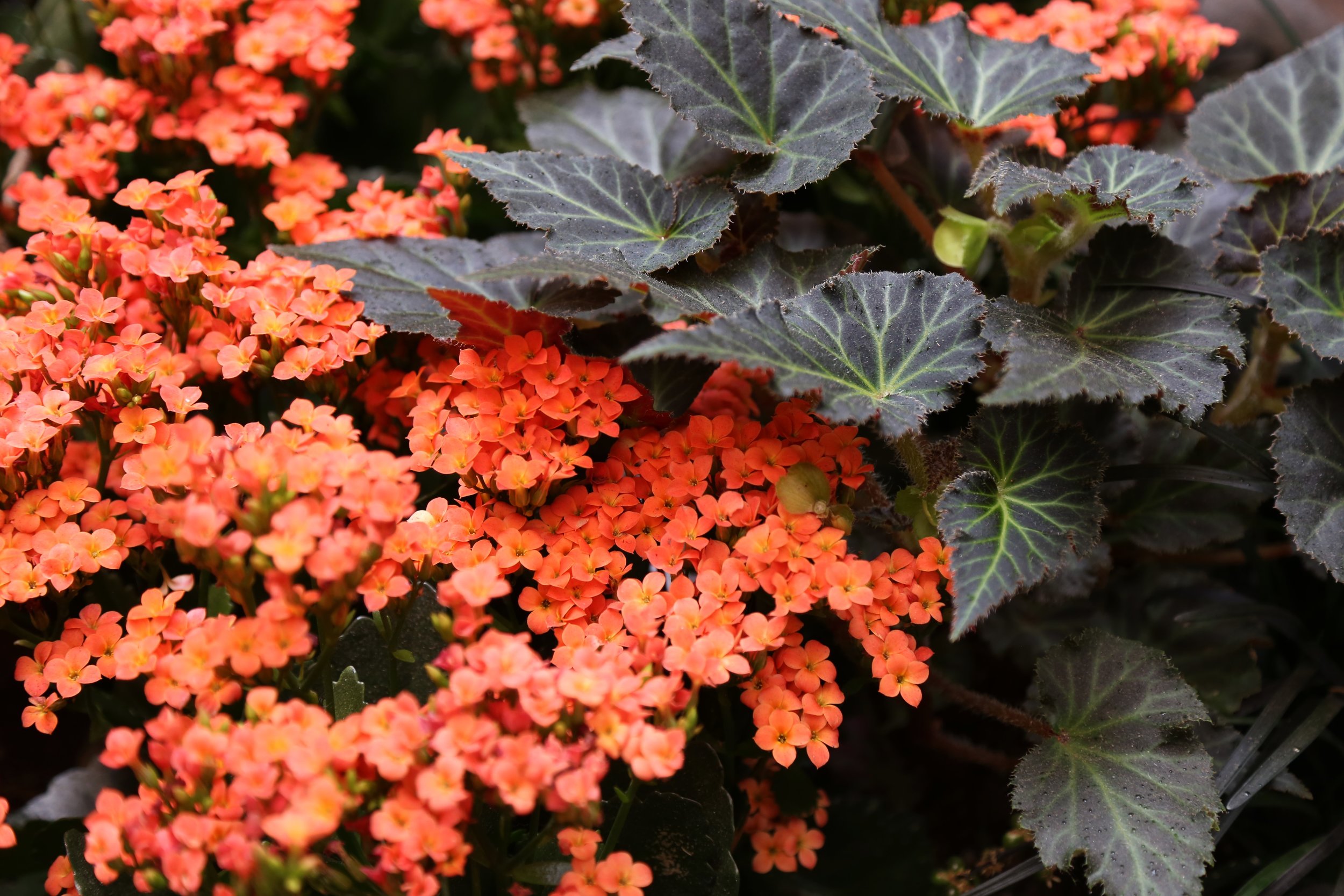 seattle waterfall garden seattle washington seattle waterfall garden seattle washington