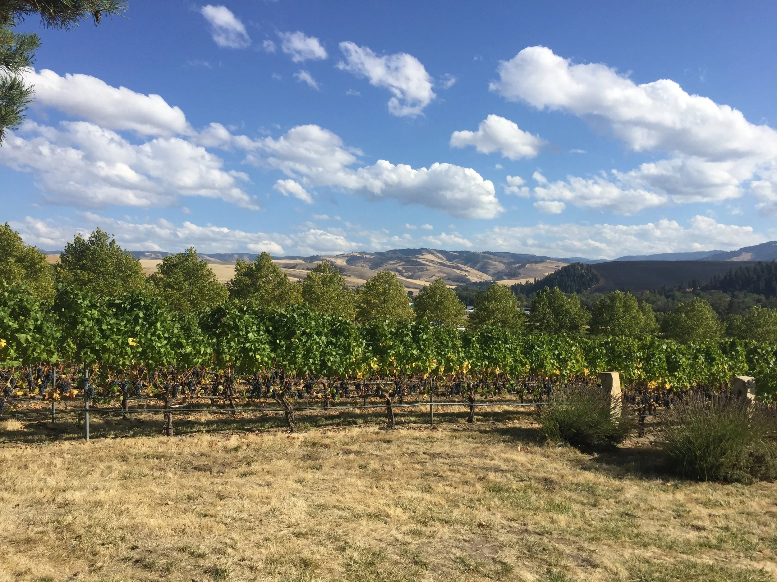Acres of fruit-laden vines at Figgins Family Wine Estates, just outside Walla Walla.