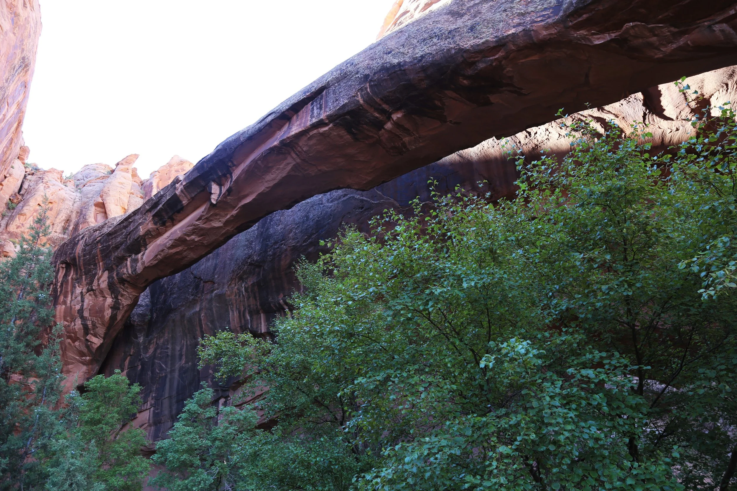 Morning Glory Arch