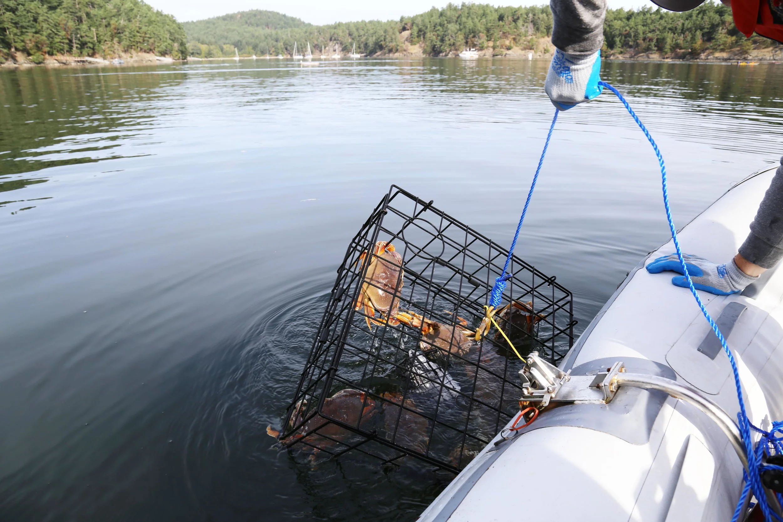 Crabbing 101 — Rain or Shine Guides