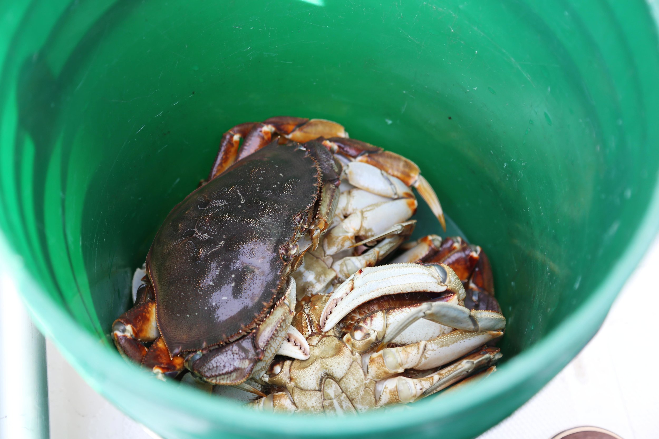 Crab