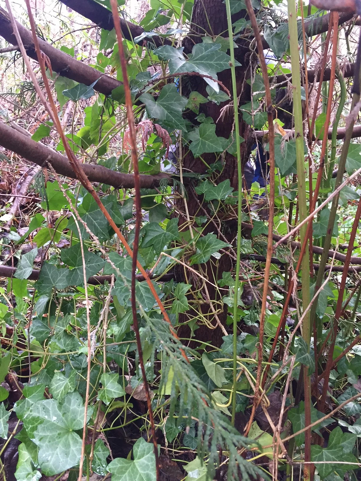 English ivy growing up a tree