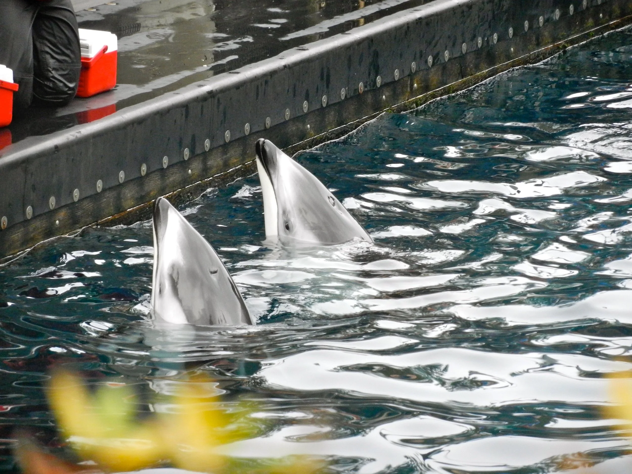 The dolphins getting a quick bite to eat at the Vancouver Aquarium.