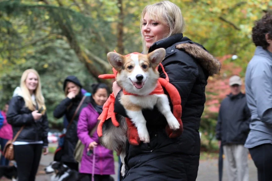 Corgi Hawloween! Photo by Mike Lemmon