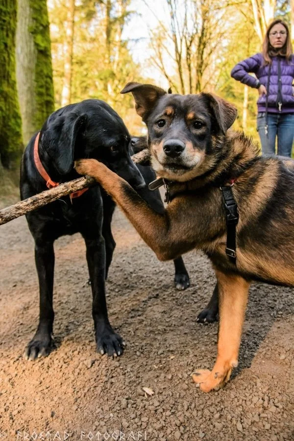 Woodland Park Off Leash. Photo by Scott Frostad