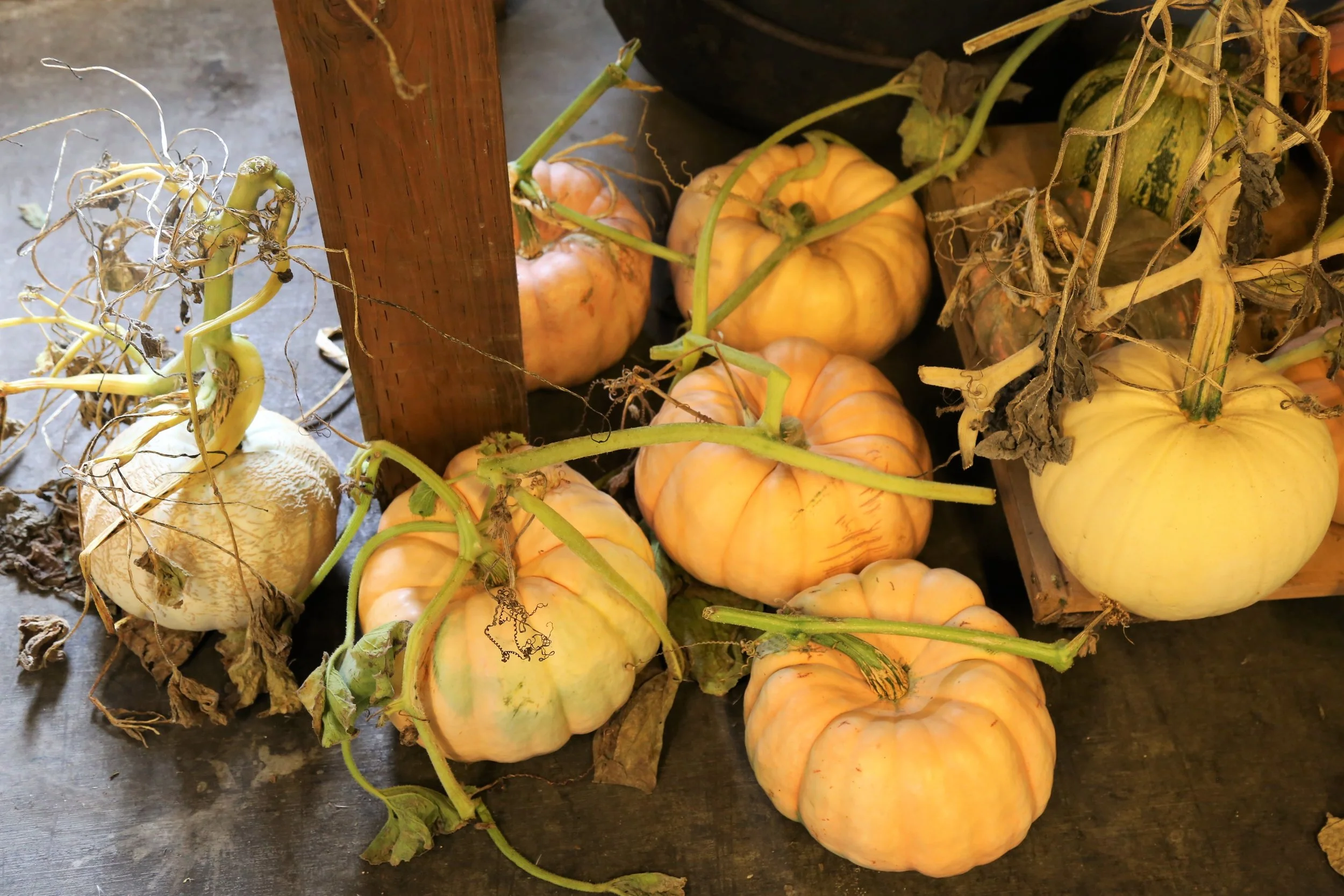 Seattle Wholesale Grower's Market