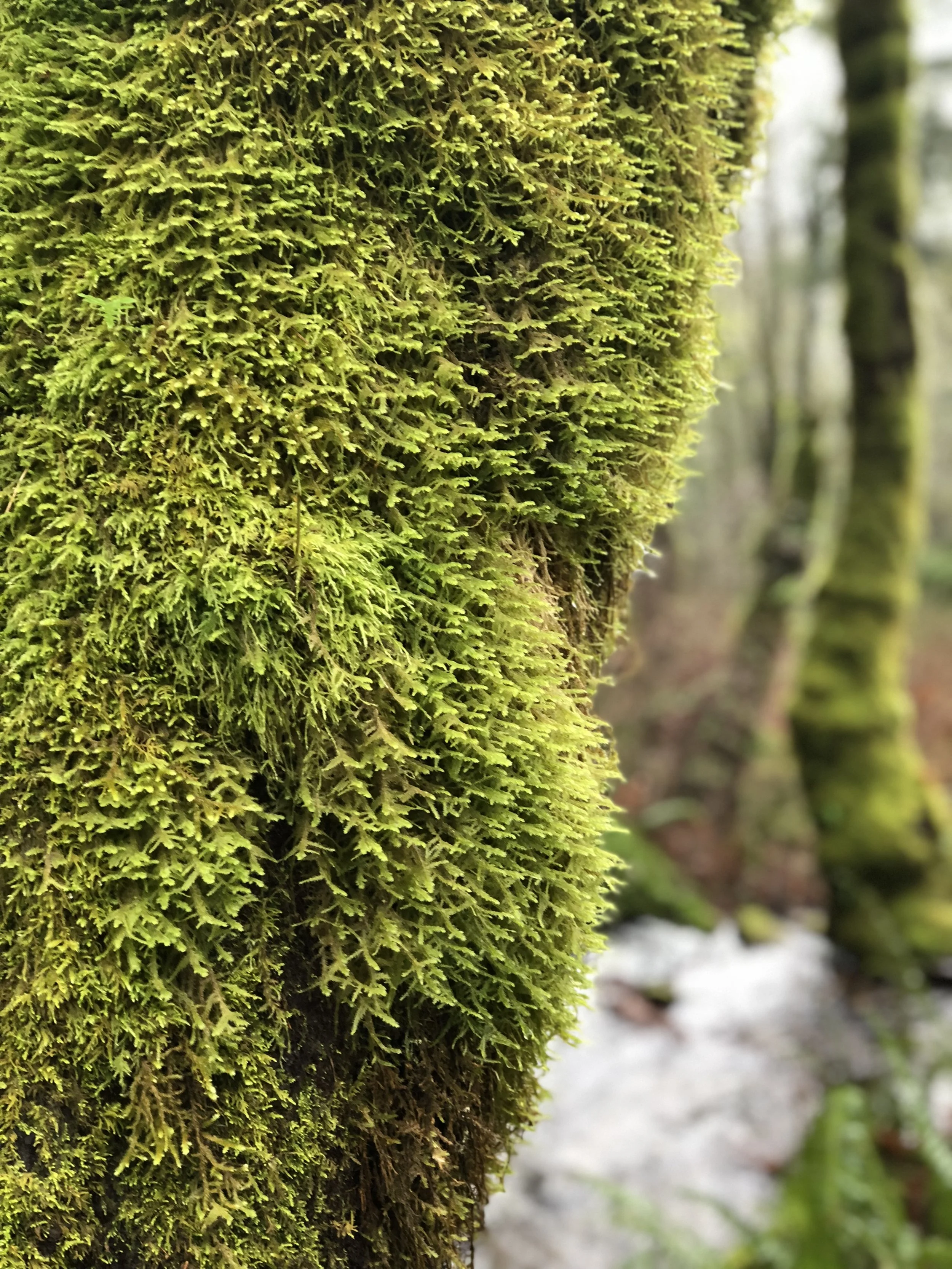 Little Si Moss