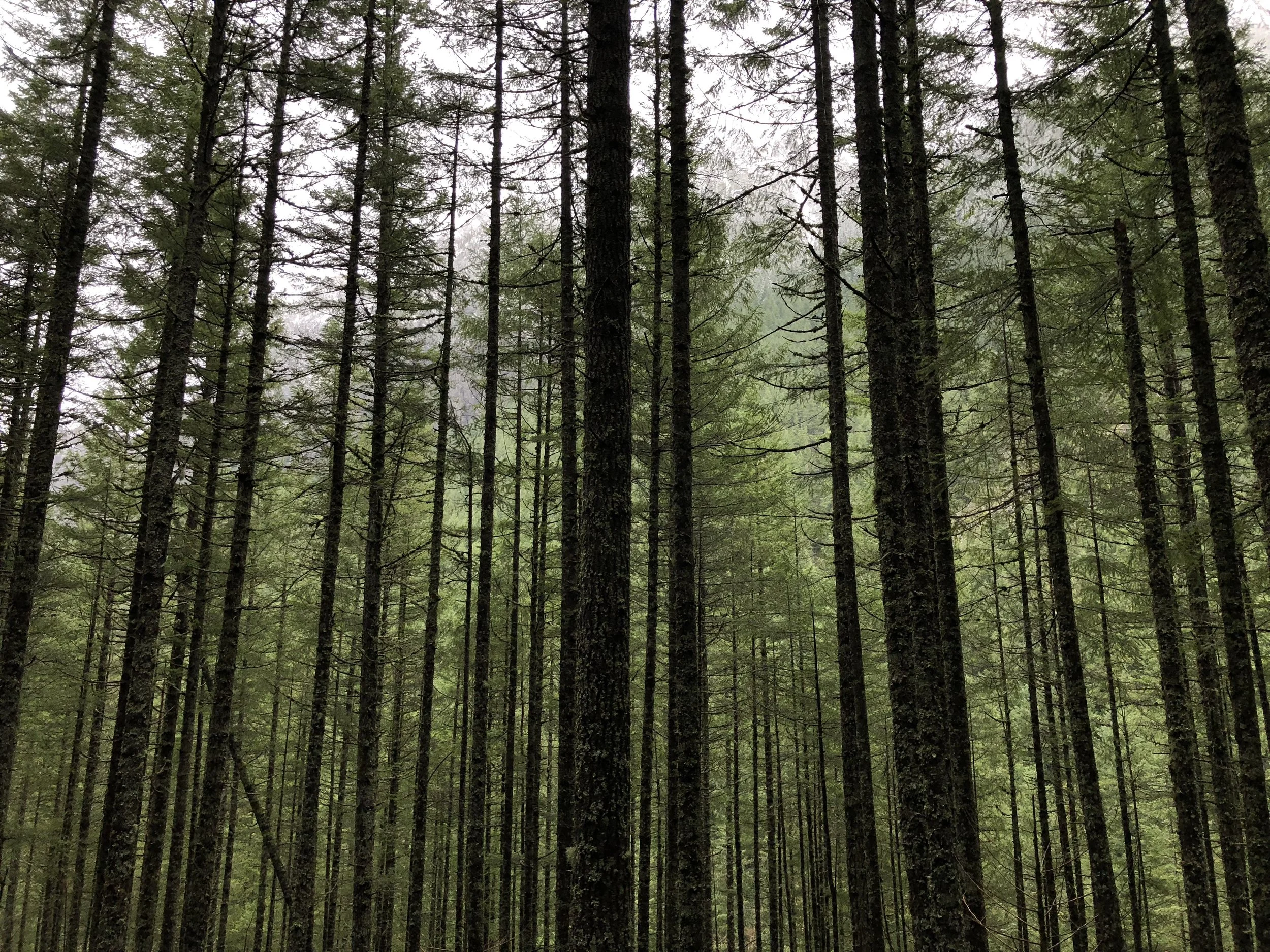 Trees Mount Si