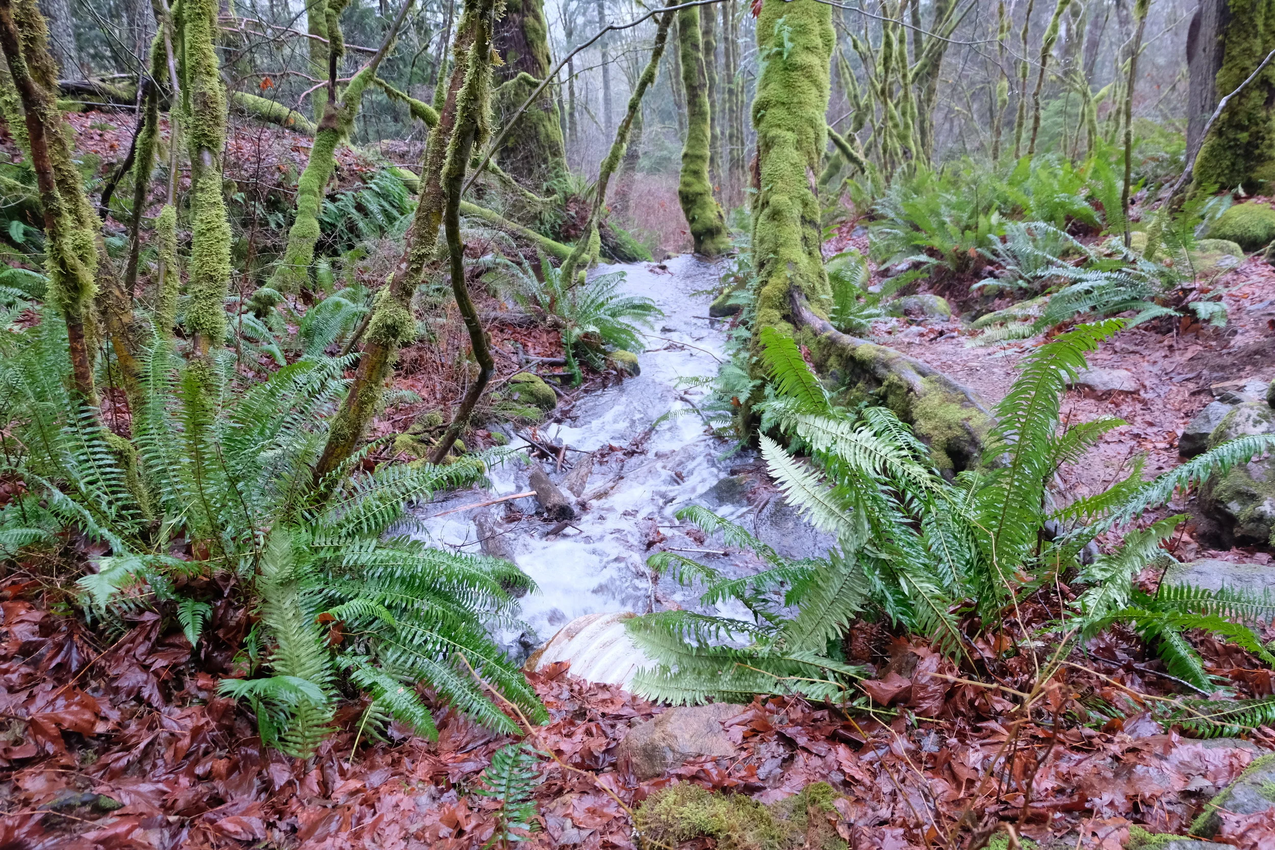 Little Si creek
