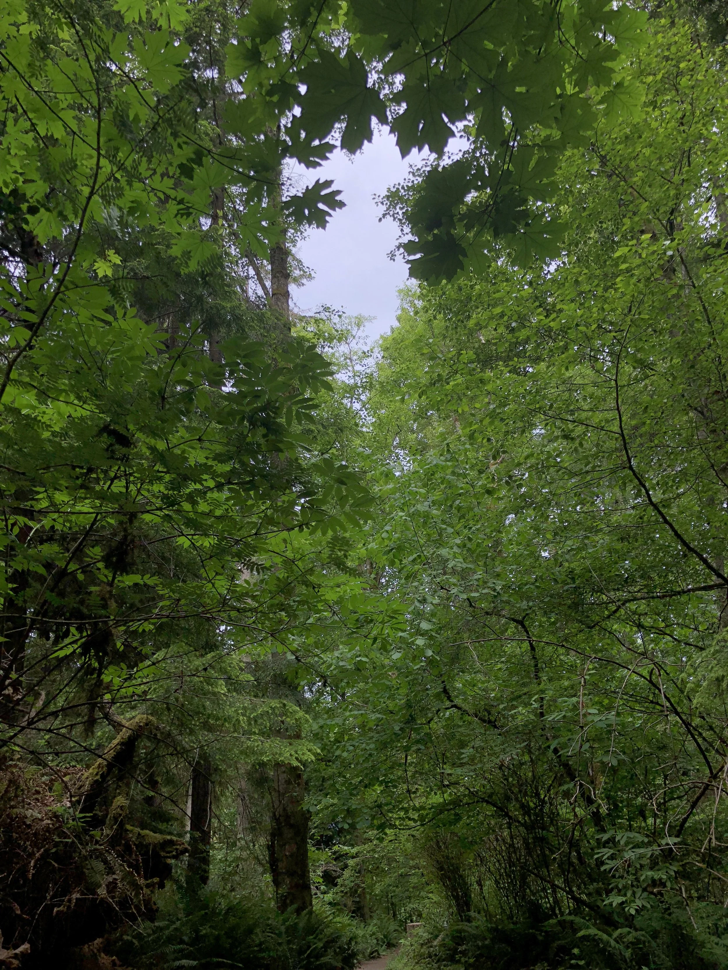 Lush, quiet forest surrounds you on your hike.